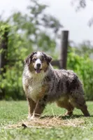 Dewberry, a male Bernese Mountain Dog for sale in Elm Mott, TX – Photo 1 of 2