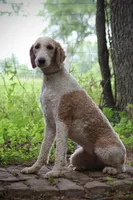 Tiki, a female Poodle - Standard  for sale in Elm Mott, TX – 2 of 2