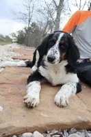 Bastrop, a  Bernedoodle for sale in Elm Mott, TX – 3 of 4