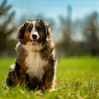 Arctic, a female Australian Shepherd and Bernese Mountain Dog for sale in Elm Mott, TX – Photo 3 of 4