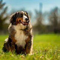 Arctic, a female Australian Shepherd and Bernese Mountain Dog for sale in Elm Mott, TX – Photo 1 of 4