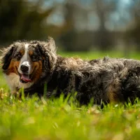 Arctic, a female Australian Shepherd and Bernese Mountain Dog for sale in Elm Mott, TX – Photo 4 of 4