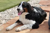 Bastrop, a  Bernedoodle for sale in Elm Mott, TX – 1 of 4