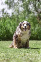 Dewberry, a male Bernese Mountain Dog for sale in Elm Mott, TX – 2 of 3