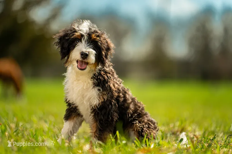 Blazer – Bernedoodle puppy for sale in Elm Mott, TX
