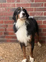Gibbs, a male Bernedoodle for sale in Elm Mott, TX – 3 of 4
