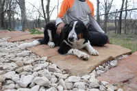 Bastrop, a  Bernedoodle for sale in Elm Mott, TX – 4 of 4