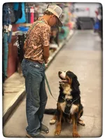 Tucker, a male Bernese Mountain Dog for sale in Elm Mott, TX – 3 of 3