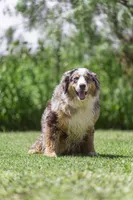 Dewberry, a male Bernese Mountain Dog for sale in Elm Mott, TX – 3 of 3