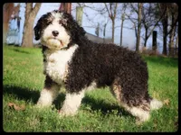 Ash, a female Bernedoodle for sale in Elm Mott, TX – 2 of 2