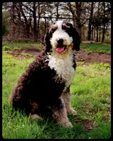 Phoenix, a female Bernedoodle for sale in Elm Mott, TX – 2 of 2