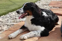 Bastrop, a  Bernedoodle for sale in Elm Mott, TX – 2 of 4