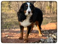 Tucker, a male Bernese Mountain Dog for sale in Elm Mott, TX – 2 of 3