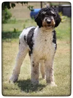 Gary, a female Poodle - Standard  for sale in Elm Mott, TX – 2 of 2