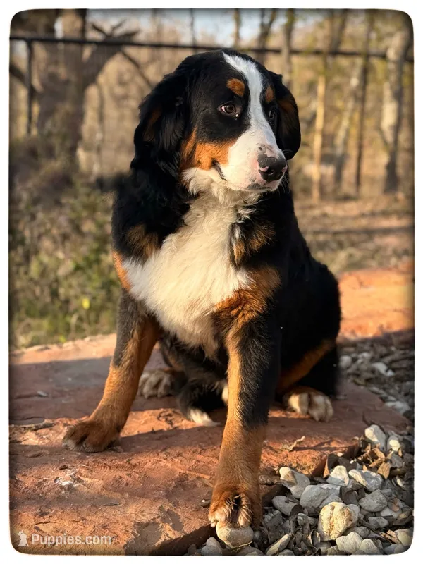 Tucker – Bernese Mountain Dog puppy for sale in Elm Mott, TX