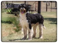 Gary, a female Poodle - Standard  for sale in Elm Mott, TX – 1 of 2