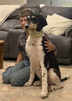 Gary, a female Poodle - Standard  for sale in Elm Mott, TX – 5 of 6