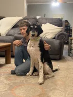 Gary, a female Poodle - Standard  for sale in Elm Mott, TX – 6 of 6