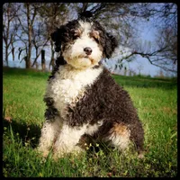 Ash, a female Bernedoodle for sale in Elm Mott, TX – 1 of 2