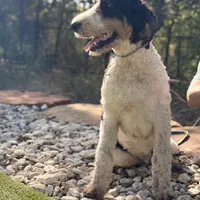 Barclay, a male Bernedoodle for sale in Elm Mott, TX – Photo 2 of 4