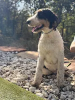 Barclay, a male Bernedoodle for sale in Elm Mott, TX – Photo 2 of 4