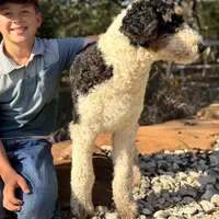 Barclay, a male Bernedoodle for sale in Elm Mott, TX – Photo 3 of 4