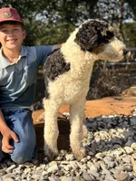 Barclay, a male Bernedoodle for sale in Elm Mott, TX – Photo 3 of 4
