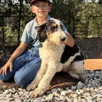 Barclay, a male Bernedoodle for sale in Elm Mott, TX – Photo 4 of 4