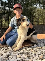 Barclay, a male Bernedoodle for sale in Elm Mott, TX – Photo 4 of 4