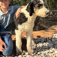 Barclay, a male Bernedoodle for sale in Elm Mott, TX – Photo 1 of 4