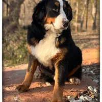 Tucker, a male Bernese Mountain Dog for sale in Elm Mott, TX – Photo 2 of 2