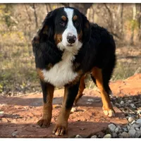 Tucker, a male Bernese Mountain Dog for sale in Elm Mott, TX – Photo 1 of 2