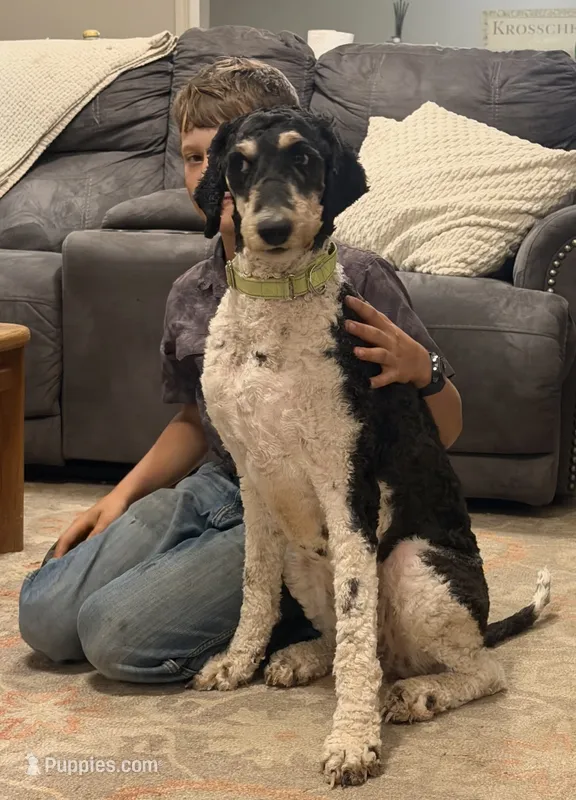 Gary – Poodle - Standard  puppy for sale in Elm Mott, TX