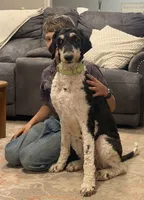 Gary, a female Poodle - Standard  for sale in Elm Mott, TX – 1 of 6