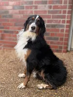 Gibbs, a male Bernedoodle for sale in Elm Mott, TX – 1 of 4