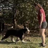 Rumsey, a female Bernese Mountain Dog and Poodle - Standard  for sale in Elm Mott, TX – Photo 2 of 5
