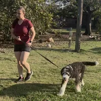 Rumsey, a female Bernese Mountain Dog and Poodle - Standard  for sale in Elm Mott, TX – Photo 5 of 5