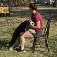 Rumsey, a female Bernese Mountain Dog and Poodle - Standard  for sale in Elm Mott, TX – Photo 4 of 5