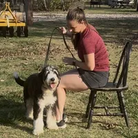 Rumsey, a female Bernese Mountain Dog and Poodle - Standard  for sale in Elm Mott, TX – Photo 1 of 5