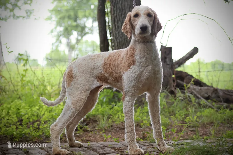 Tiki – Poodle - Standard  puppy for sale in Elm Mott, TX