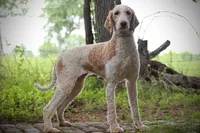 Tiki, a female Poodle - Standard  for sale in Elm Mott, TX – 1 of 2