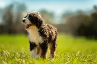 Blazer, a male Bernedoodle for sale in Elm Mott, TX – 4 of 4