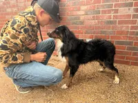 Gibbs, a male Bernedoodle for sale in Elm Mott, TX – 4 of 4
