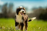 Blazer, a male Bernedoodle for sale in Elm Mott, TX – 2 of 4