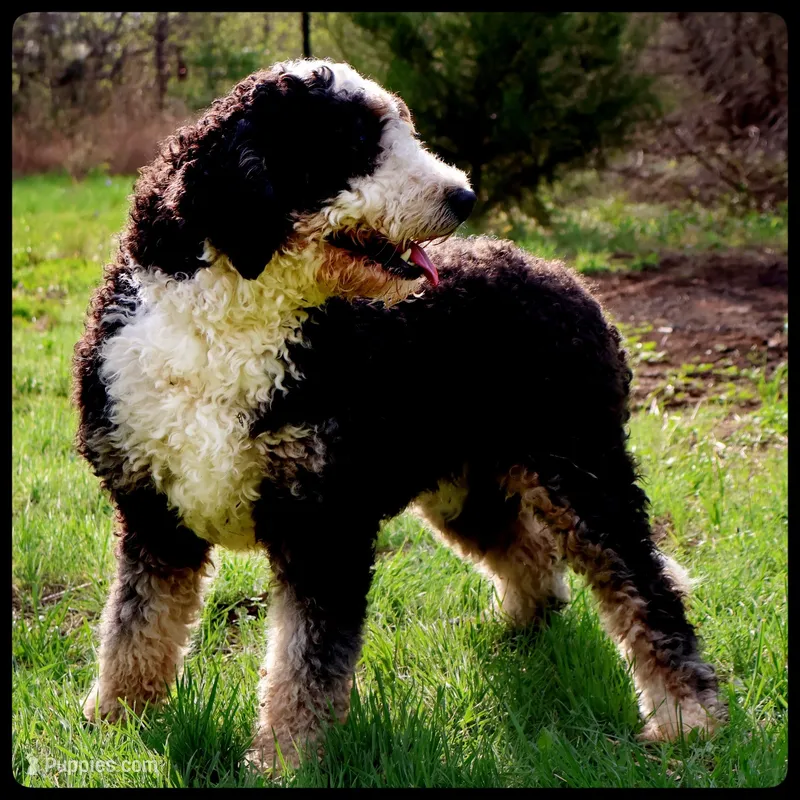 Phoenix – Bernedoodle puppy for sale in Elm Mott, TX