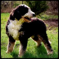 Phoenix, a female Bernedoodle for sale in Elm Mott, TX – 1 of 2