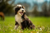 Blazer, a male Bernedoodle for sale in Elm Mott, TX – 3 of 4