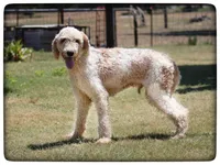 Shine, a male Poodle - Standard  for sale in Elm Mott, TX – 1 of 2