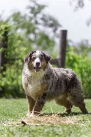 Dewberry, a male Bernese Mountain Dog for sale in Elm Mott, TX – 1 of 3