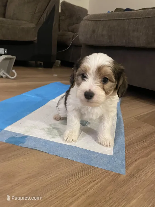 Beethoven , a male Maltipoo for sale in Las Vegas, NV – Photo 1 of 1